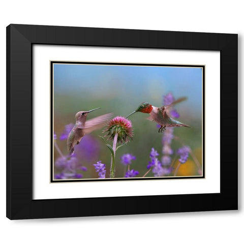 Ruby Throated Hummingbird at Bull Thistle Black Modern Wood Framed Art Print with Double Matting by Fitzharris, Tim