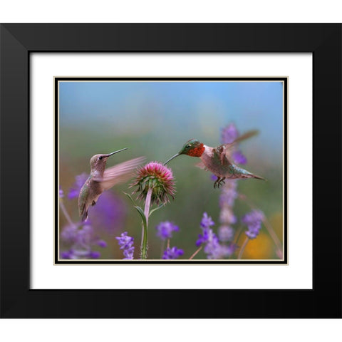 Ruby Throated Hummingbird at Bull Thistle Black Modern Wood Framed Art Print with Double Matting by Fitzharris, Tim