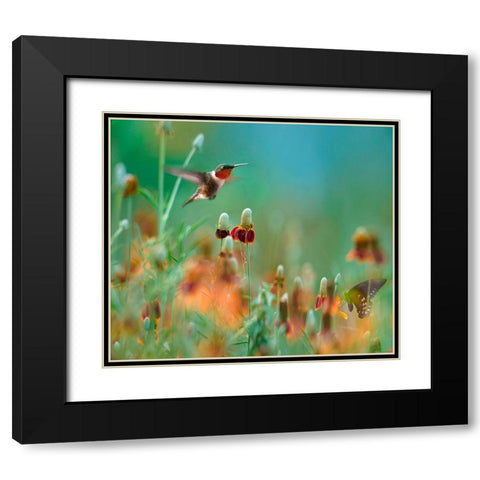 Ruby Throated Hummingbird among Mexican Hat Wildflowers Black Modern Wood Framed Art Print with Double Matting by Fitzharris, Tim