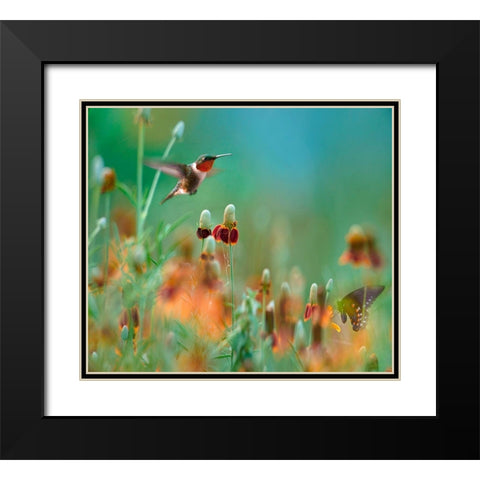 Ruby Throated Hummingbird among Mexican Hat Wildflowers Black Modern Wood Framed Art Print with Double Matting by Fitzharris, Tim