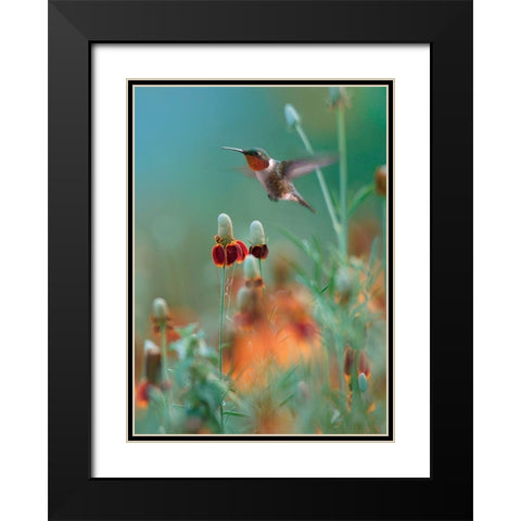 Ruby Throated in Mexican Hat Wildflowers Black Modern Wood Framed Art Print with Double Matting by Fitzharris, Tim