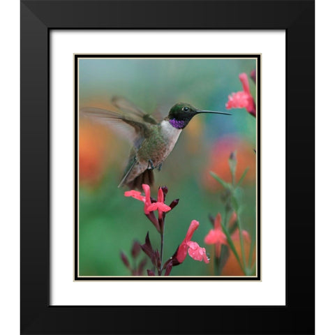 Black Chinned Hummingbird Black Modern Wood Framed Art Print with Double Matting by Fitzharris, Tim