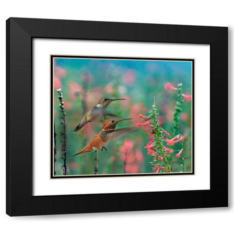 Rufous Hummingbird and Broad Tailed Hummingbird Black Modern Wood Framed Art Print with Double Matting by Fitzharris, Tim