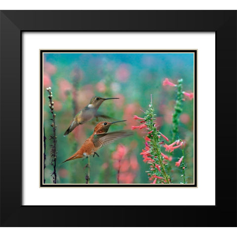 Rufous Hummingbird and Broad Tailed Hummingbird Black Modern Wood Framed Art Print with Double Matting by Fitzharris, Tim