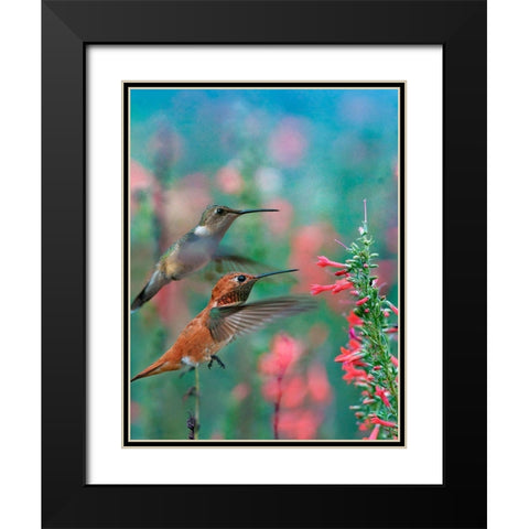 Rufous Hummingbird and Broad Tailed Hummingbirds at Penstemon Black Modern Wood Framed Art Print with Double Matting by Fitzharris, Tim