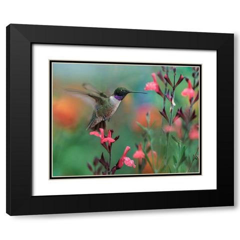 Black Chinned Hummingbird Black Modern Wood Framed Art Print with Double Matting by Fitzharris, Tim