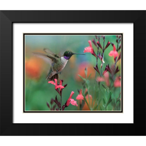 Black Chinned Hummingbird Black Modern Wood Framed Art Print with Double Matting by Fitzharris, Tim