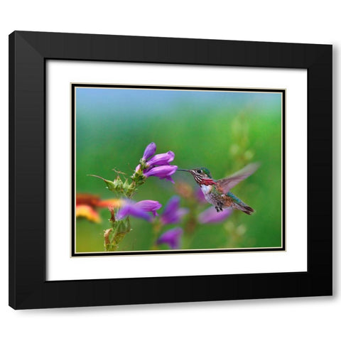 Caliope Hummingbird feeding at Penstemon Black Modern Wood Framed Art Print with Double Matting by Fitzharris, Tim