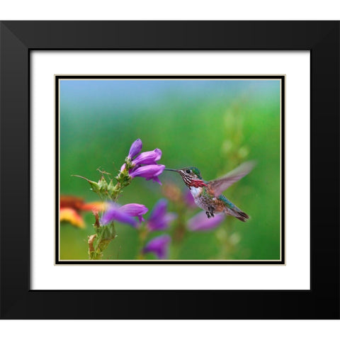 Caliope Hummingbird feeding at Penstemon Black Modern Wood Framed Art Print with Double Matting by Fitzharris, Tim