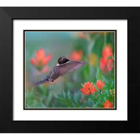 Black Chinned Hummingbird with Indian Paintbrush Black Modern Wood Framed Art Print with Double Matting by Fitzharris, Tim