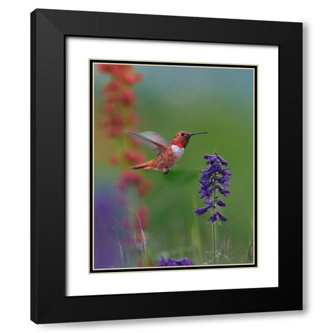 Rufous Hummingbird Hill Country Black Modern Wood Framed Art Print with Double Matting by Fitzharris, Tim