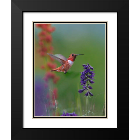 Rufous Hummingbird Hill Country Black Modern Wood Framed Art Print with Double Matting by Fitzharris, Tim