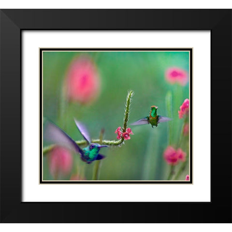 Tifted Coquette Hummingbird Black Modern Wood Framed Art Print with Double Matting by Fitzharris, Tim