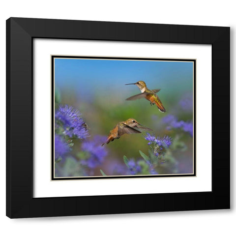 Broad Tailed Hummingbirds Black Modern Wood Framed Art Print with Double Matting by Fitzharris, Tim