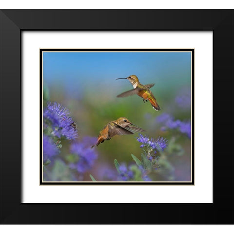 Broad Tailed Hummingbirds Black Modern Wood Framed Art Print with Double Matting by Fitzharris, Tim