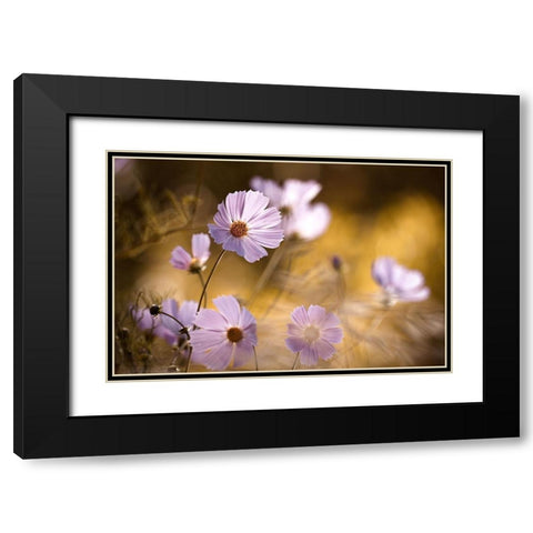 The Lion King Black Modern Wood Framed Art Print with Double Matting by Bravin, Fabien