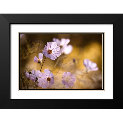 The Lion King Black Modern Wood Framed Art Print with Double Matting by Bravin, Fabien