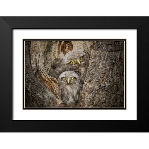 Civ and Civ Black Modern Wood Framed Art Print with Double Matting by Ghizzi Panizza, Alberto