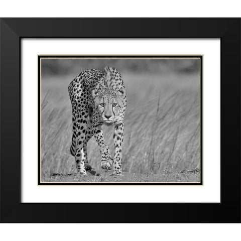 Focused predator Black Modern Wood Framed Art Print with Double Matting by Marx, Jaco