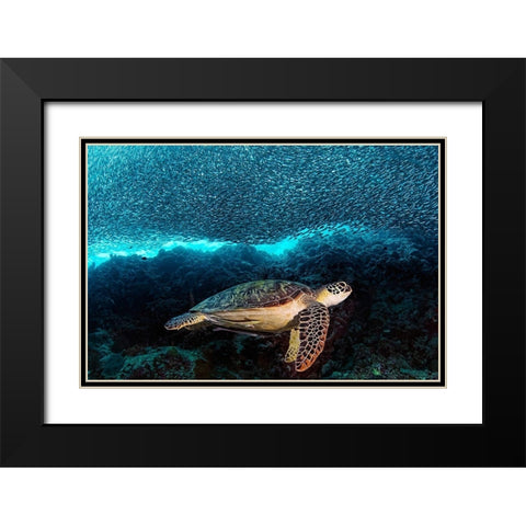 Turtle and Sardines Black Modern Wood Framed Art Print with Double Matting by Jager, Henry