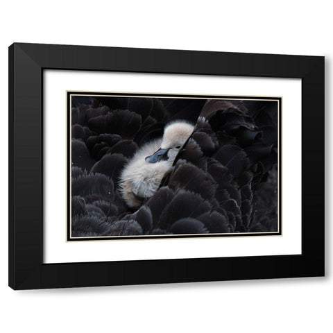 Pickaback Black Modern Wood Framed Art Print with Double Matting by Tjandra, C.S.