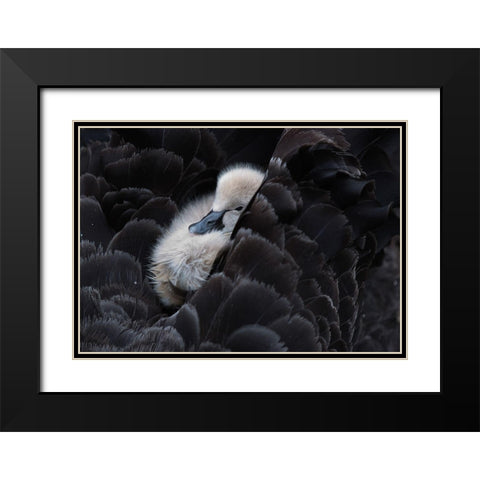 Pickaback Black Modern Wood Framed Art Print with Double Matting by Tjandra, C.S.
