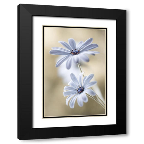 Cape daisies Black Modern Wood Framed Art Print with Double Matting by Disher, Mandy