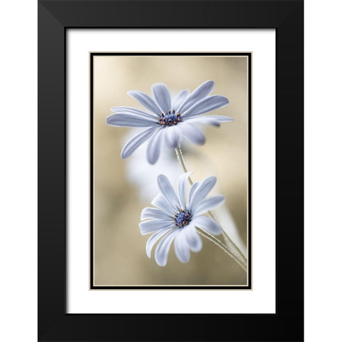Cape daisies Black Modern Wood Framed Art Print with Double Matting by Disher, Mandy