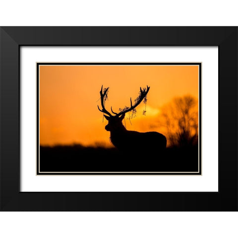 Red Deer Stag Silhouette Black Modern Wood Framed Art Print with Double Matting by Harling, Stuart