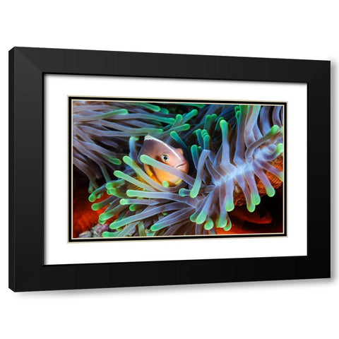 Clownfish Black Modern Wood Framed Art Print with Double Matting by Gabriel, Barathieu