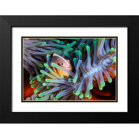 Clownfish Black Modern Wood Framed Art Print with Double Matting by Gabriel, Barathieu