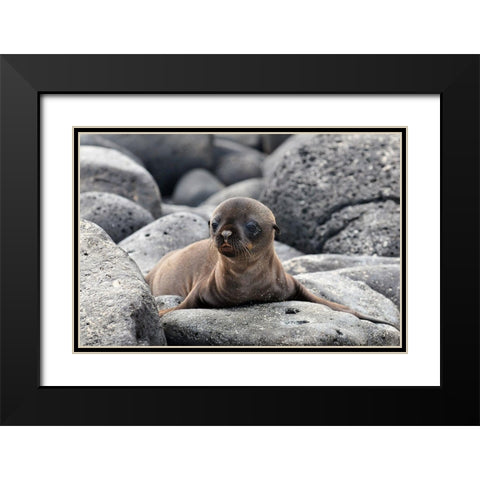 Galapagos Sea Lion pup Black Modern Wood Framed Art Print with Double Matting by Ben Tov, Ilan