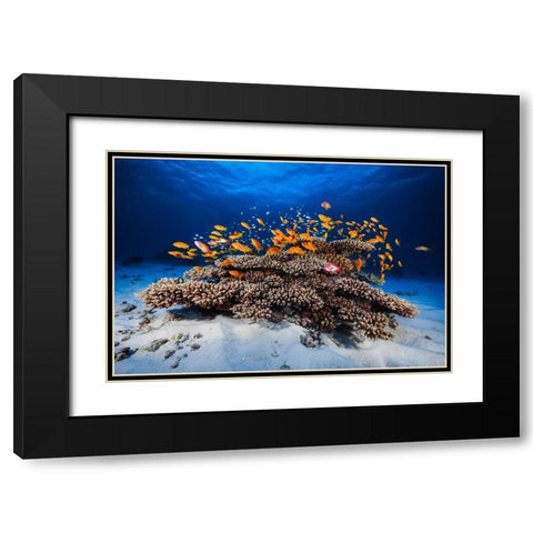 Marine Life Black Modern Wood Framed Art Print with Double Matting by Gabriel, Barathieu