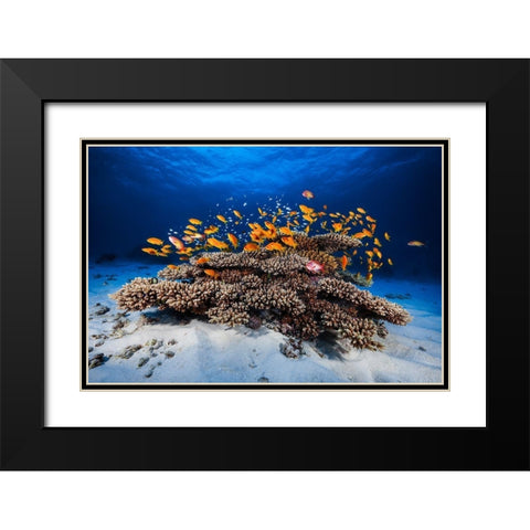Marine Life Black Modern Wood Framed Art Print with Double Matting by Gabriel, Barathieu