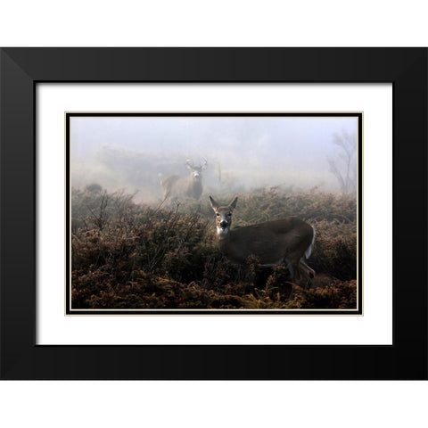 The rut in on  White tailed deer Black Modern Wood Framed Art Print with Double Matting by Cumming, Jim