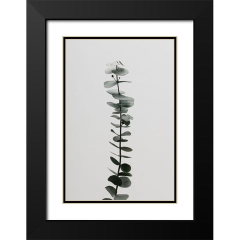 Eucalyptus Natural 02 Black Modern Wood Framed Art Print with Double Matting by Artographie Studio