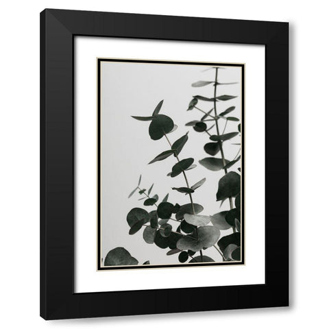 Eucalyptus Natural 08 Black Modern Wood Framed Art Print with Double Matting by Artographie Studio