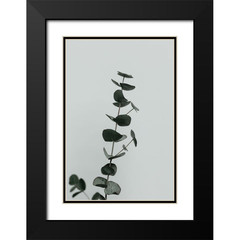 Eucalyptus Natural 10 Black Modern Wood Framed Art Print with Double Matting by Artographie Studio