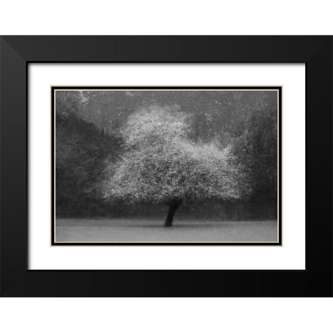 Tree Magic Black Modern Wood Framed Art Print with Double Matting by Holmstrom, Katarina