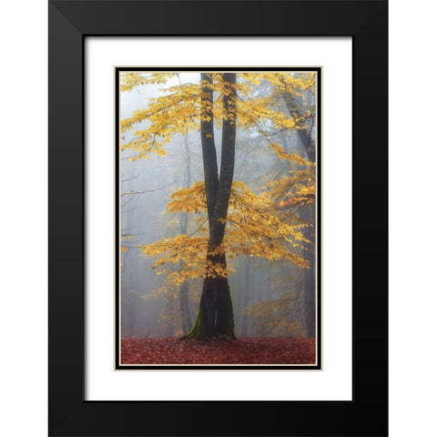 Loving trees Black Modern Wood Framed Art Print with Double Matting by Hafezi, shahram
