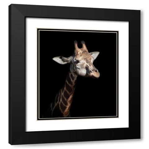 Giraffe in Low Key Black Modern Wood Framed Art Print with Double Matting by Garcia, Helena