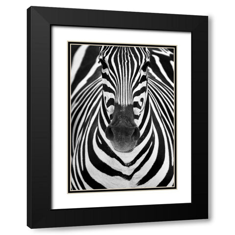 ZEBRA Black Modern Wood Framed Art Print with Double Matting by Luis Duran, Juan