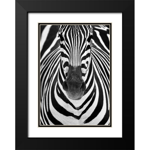 ZEBRA Black Modern Wood Framed Art Print with Double Matting by Luis Duran, Juan