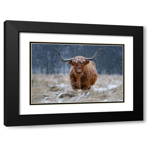Snowy Highland cow Black Modern Wood Framed Art Print with Double Matting by Guijt, Richard