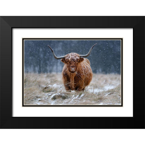 Snowy Highland cow Black Modern Wood Framed Art Print with Double Matting by Guijt, Richard