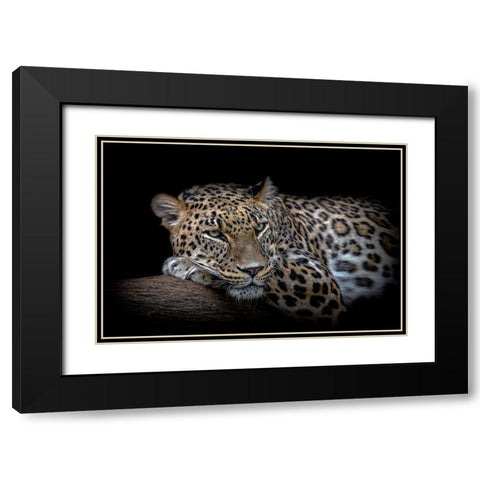 Leopard resting Black Modern Wood Framed Art Print with Double Matting by Nauzet Baez Photography