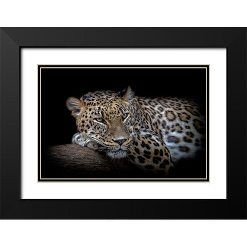 Leopard resting Black Modern Wood Framed Art Print with Double Matting by Nauzet Baez Photography