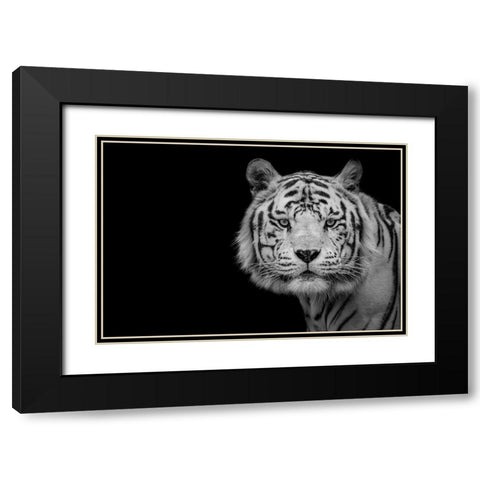 Bengal White Tiger Black Modern Wood Framed Art Print with Double Matting by Nauzet Baez Photography