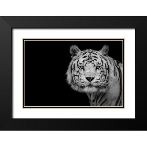 Bengal White Tiger Black Modern Wood Framed Art Print with Double Matting by Nauzet Baez Photography