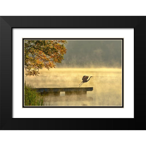 Morning flight Black Modern Wood Framed Art Print with Double Matting by Zhang, Eric